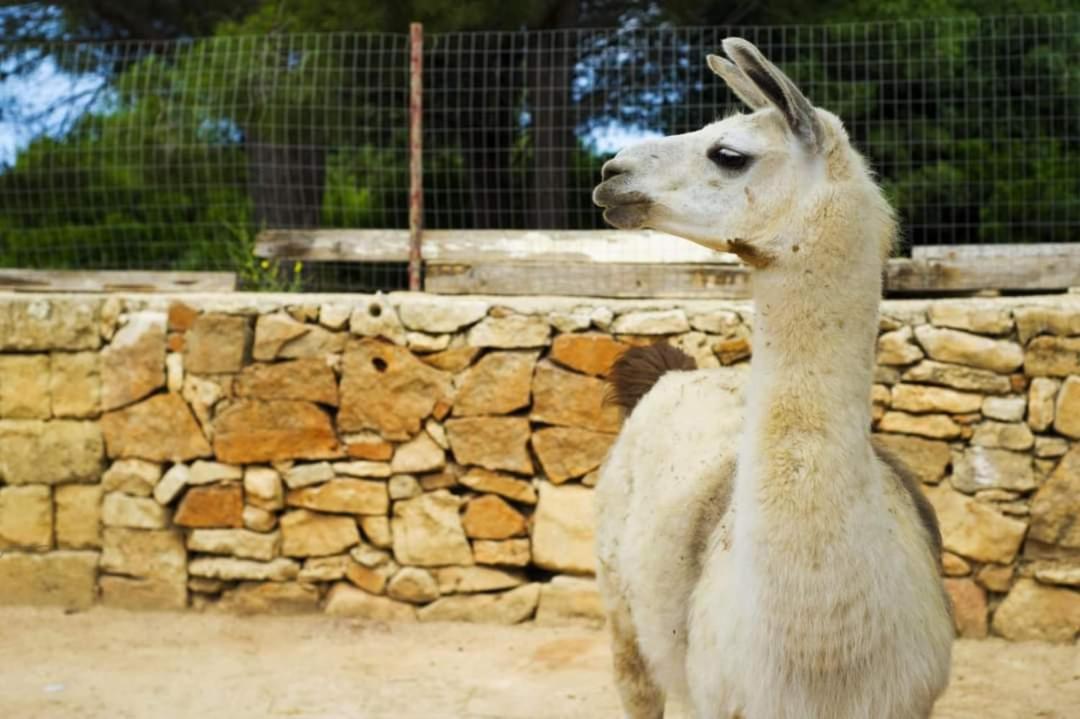 Agriturismo Zio Zac Torre Pali Kültér fotó