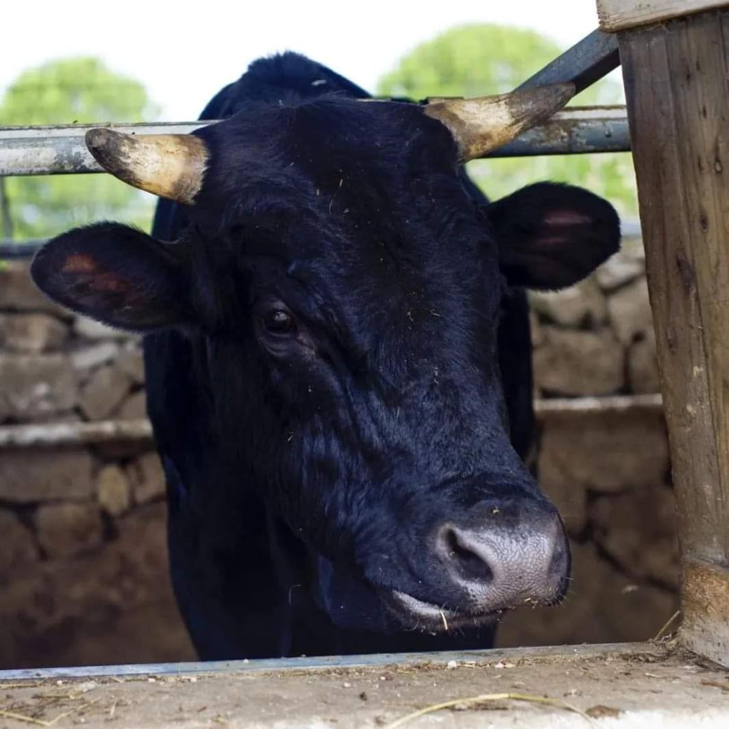 Agriturismo Zio Zac Torre Pali Kültér fotó